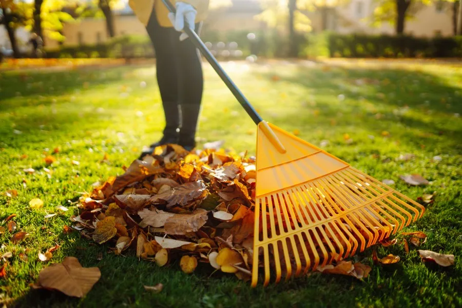 Professional Landscape Maintenance