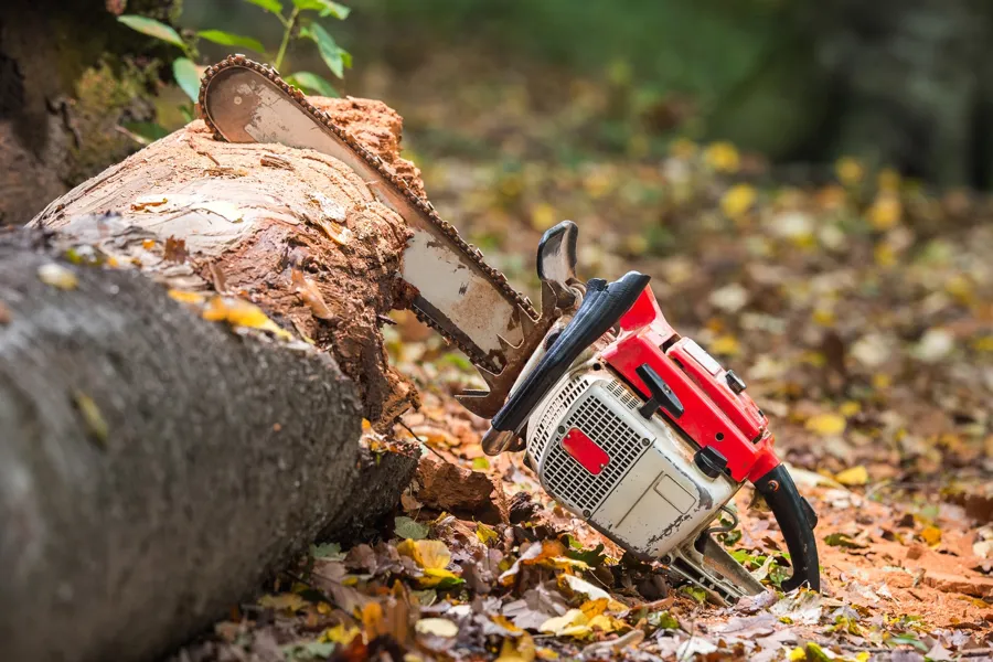 Tree Removal